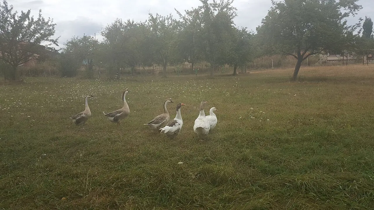 Daday Gezi Rehberi